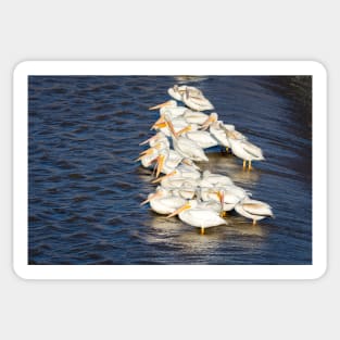 Migrating Pelicans at Rest by Debra Martz Sticker